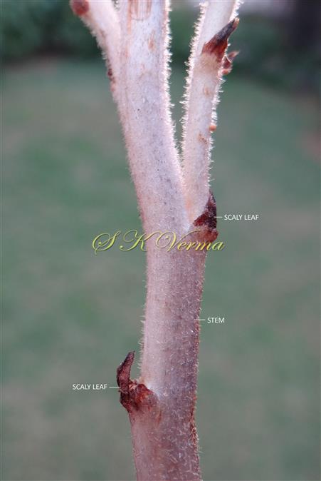  Stem